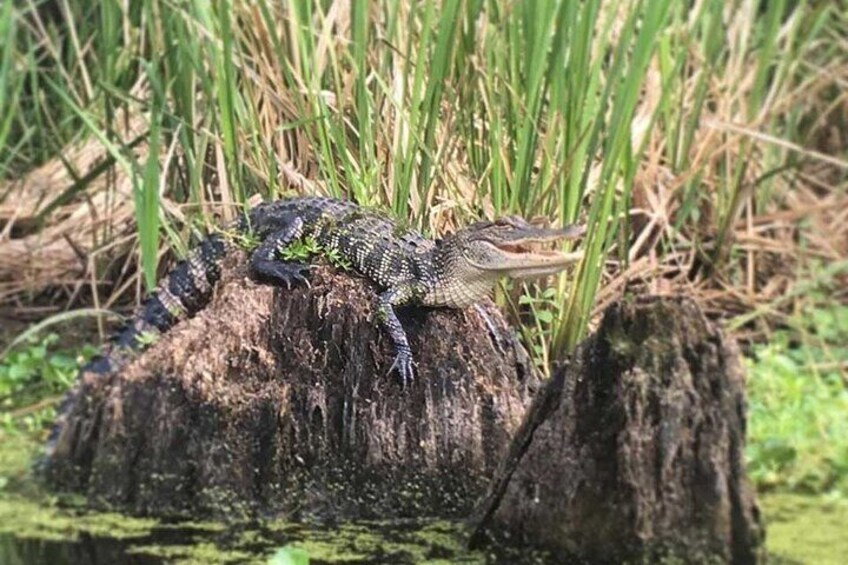 Manchac Swamp Kayak Tour - Extended