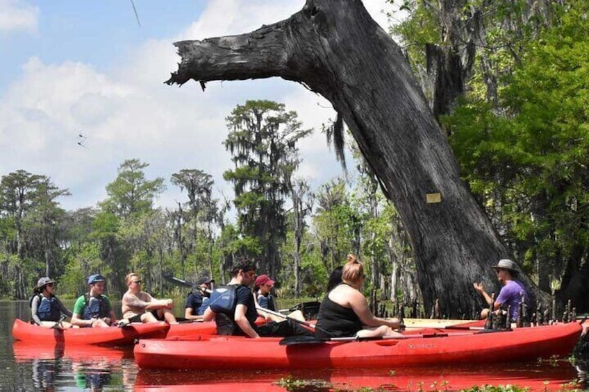 Manchac Swamp Kayak Tour - Extended 