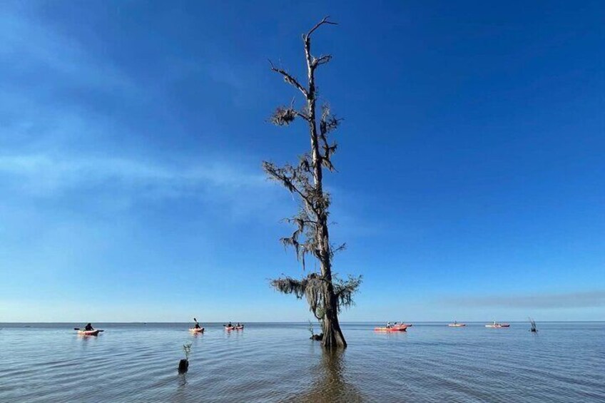 Manchac Swamp Kayak Tour - Extended