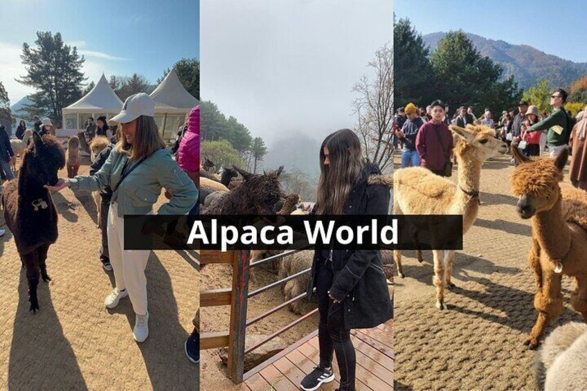 Alpaca World with Gangchon Rail Park One Day Tour