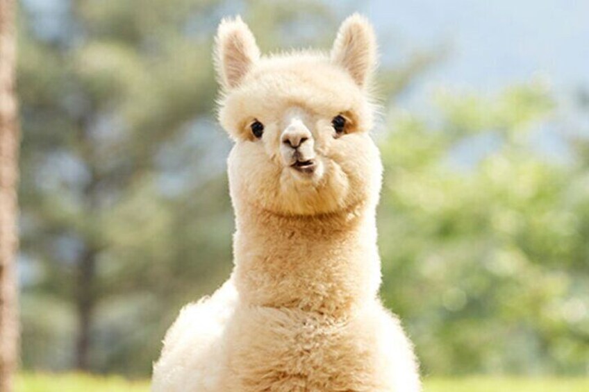 Alpaca World with Gangchon Rail Park One Day Tour