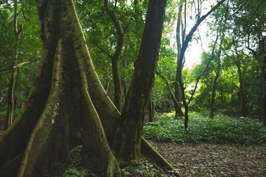 Bolaven Plateau Waterfall Trek in Pakse