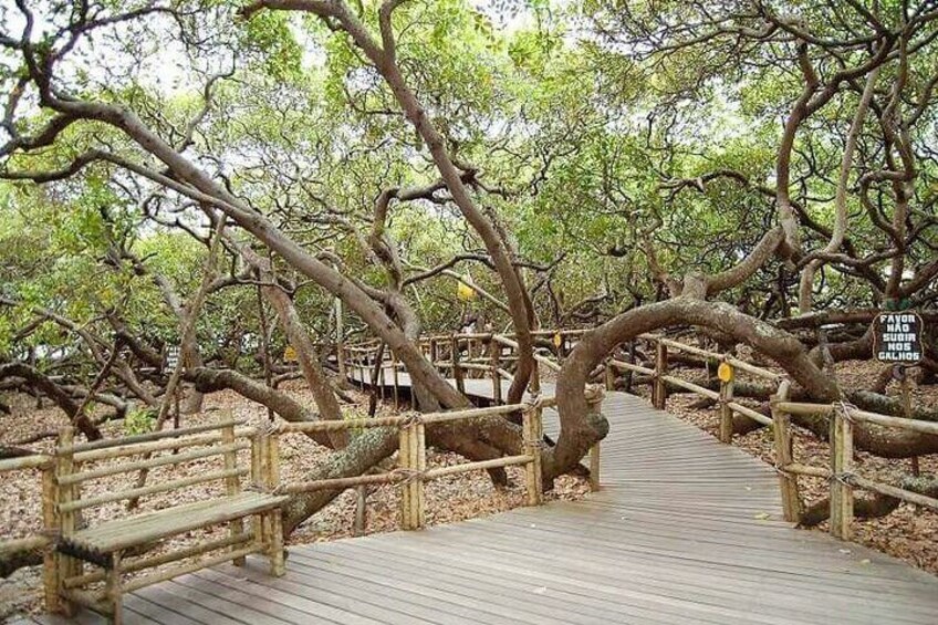 There is also a stop at the largest cashew tree in the world. To enter the cashew tree and viewpoint, there is a fee of $8 (entrance is optional)