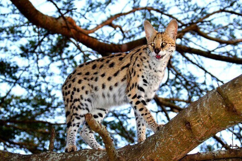 Emdoneni Wild Cat Project Day Tour from Richards Bays