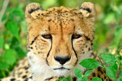 Emdoneni Wild Cat Project-dagtour vanuit Richards Bays