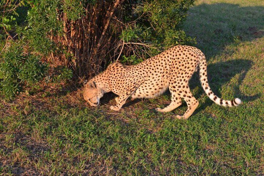 Emdoneni Wild Cat Project Day Tour from Richards Bays