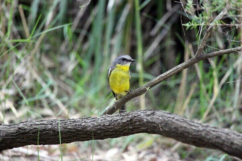 The Yellow Eastern Robin is a colourful songbird that we may encounter on our Wolgan Valley Birdwatching Tour.