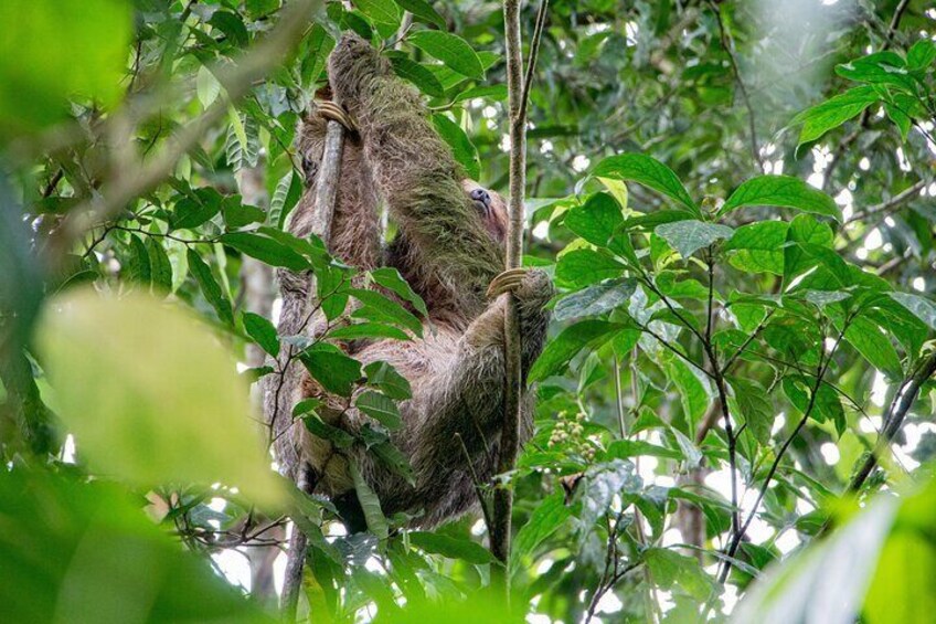 Private Adrenaline and Nature Tour in the rainforest