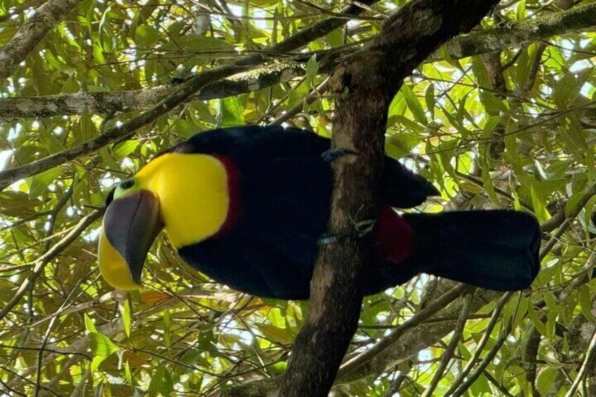 Rio Celeste hiking, sloth forest and waterfall