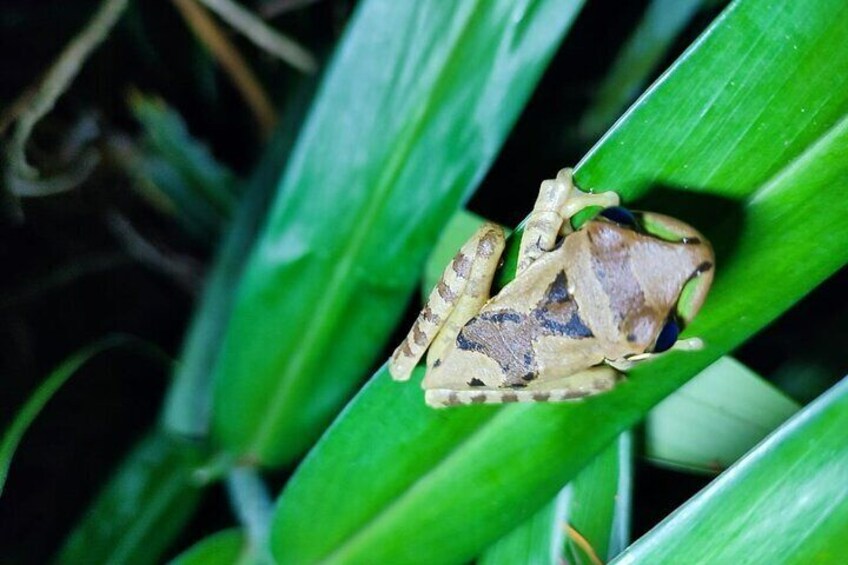 Tour of Sloth and the whole family of amphibians and reptiles that you can immajina in the rainforest