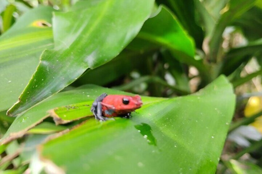 Tour of Sloth and the whole family of amphibians and reptiles that you can immajina in the rainforest