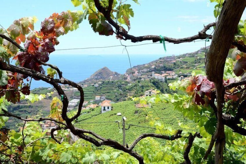 Scenic Views Vineyards