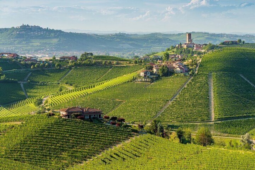 Full-Day Private Piedmont Wine Tour Experience from Torino