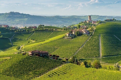 Full-Day Private Piedmont Wine Tour Experience from Torino