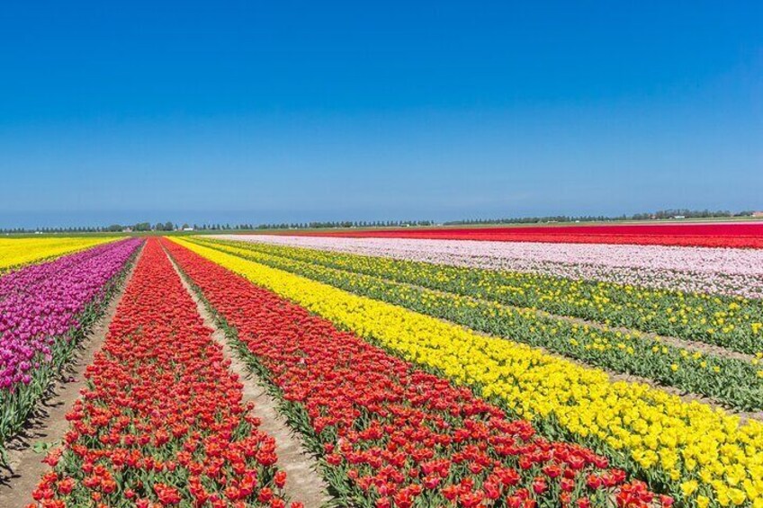 Feast of colors