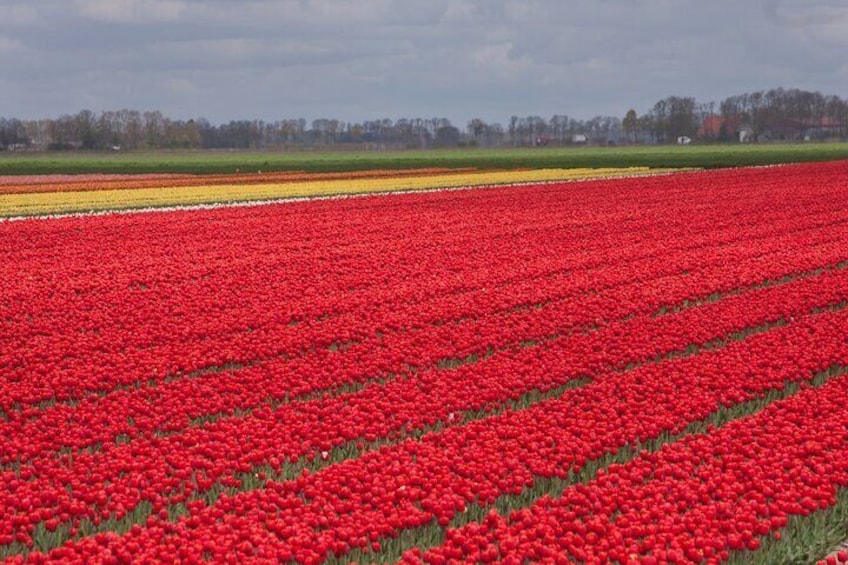 Sea of flowers