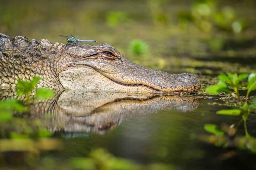 Picture 1 for Activity New Orleans: Manchac Magic Kayak Swamp Tour