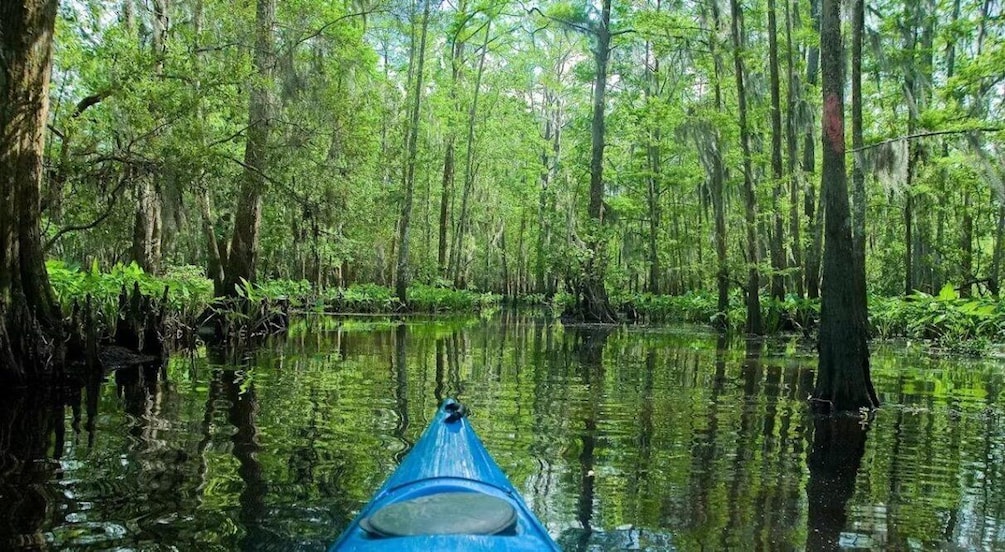 Picture 7 for Activity New Orleans: Manchac Magic Kayak Swamp Tour