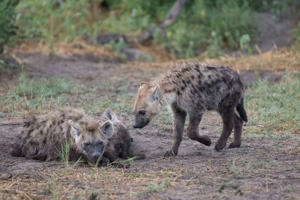 Chobe ganztägige Pirschfahrt und Safari-Bootstour