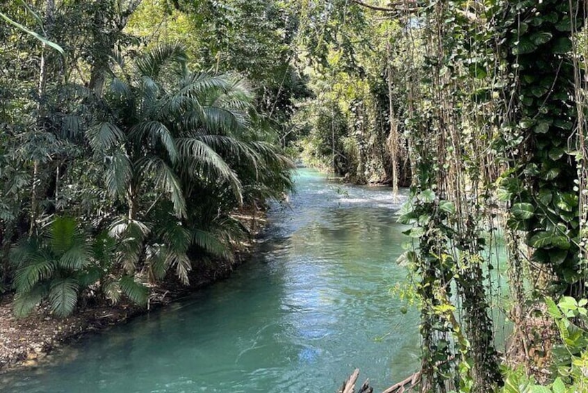Bamboo Rafting at Martha Brae River in Montego Bay