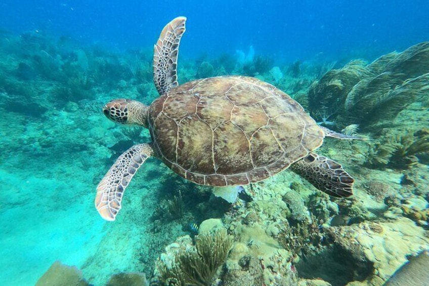 Aguadilla Tropical Snorkeling