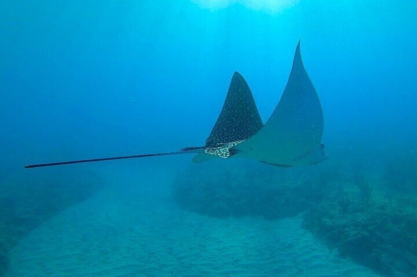 Aguadilla Tropical Snorkeling