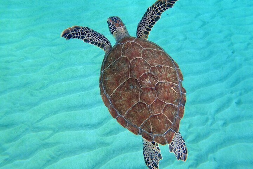 Aguadilla Tropical Snorkeling