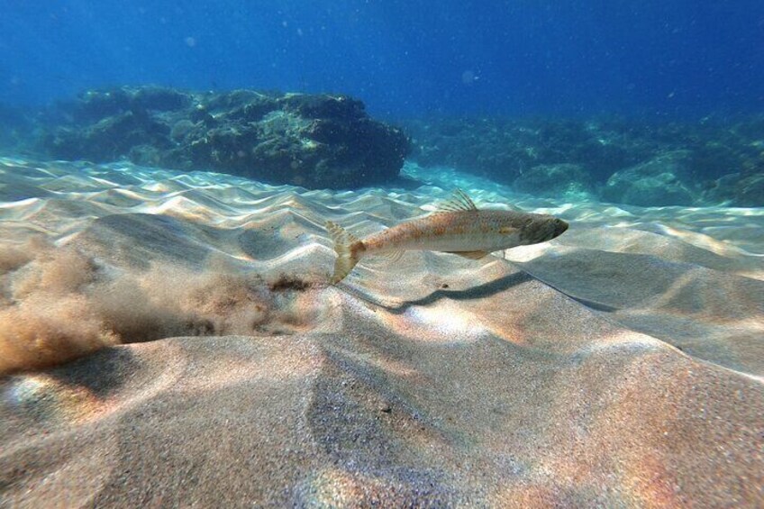 Aguadilla Tropical Snorkeling