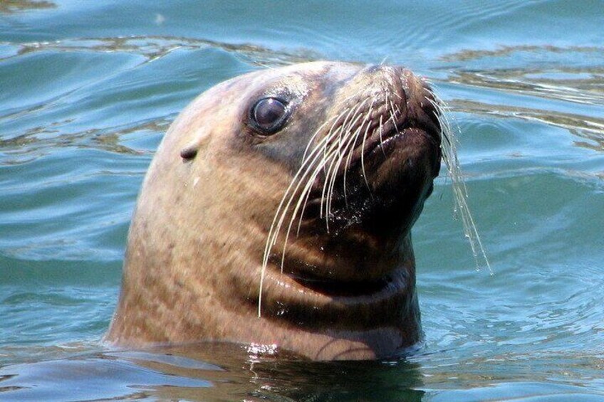 Swimming with Sea Lions in Islas Palomino Lima