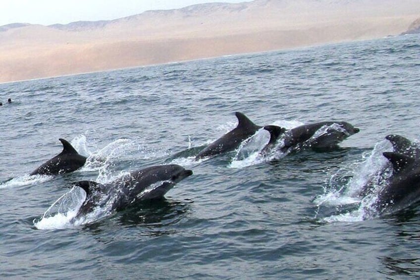 Swimming with Sea Lions in Islas Palomino Lima