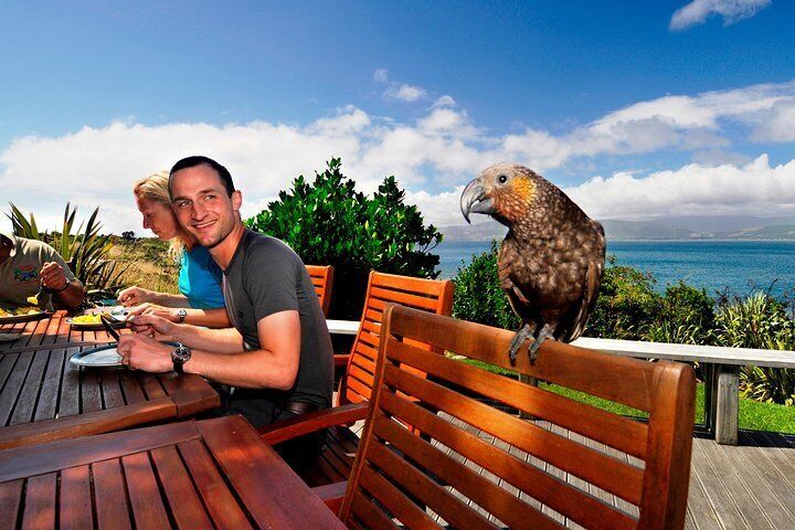 Having lunch with a cheeky kākā.