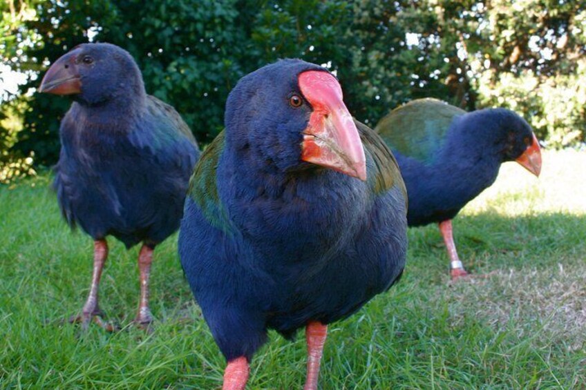 Takahē whānau (family of takahē)