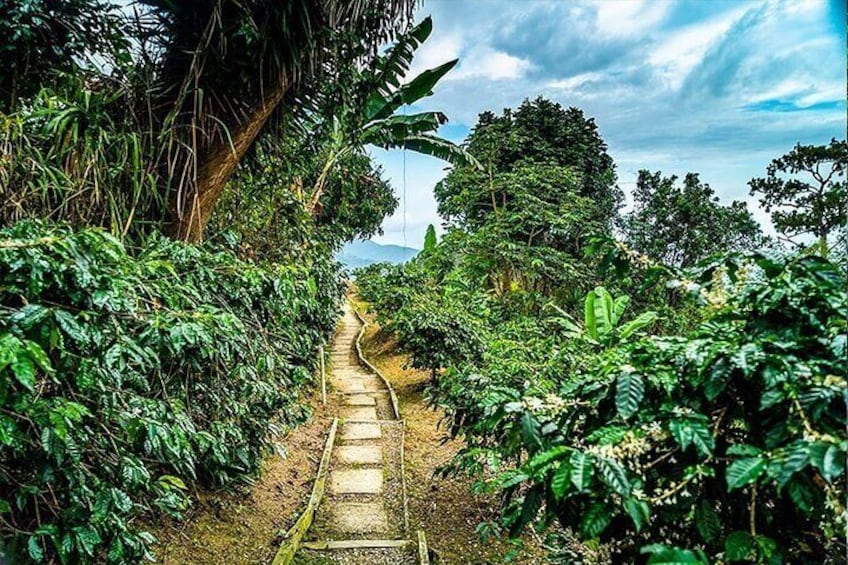 Exotic Blue Mountain Coffee Tour from Ocho Rios