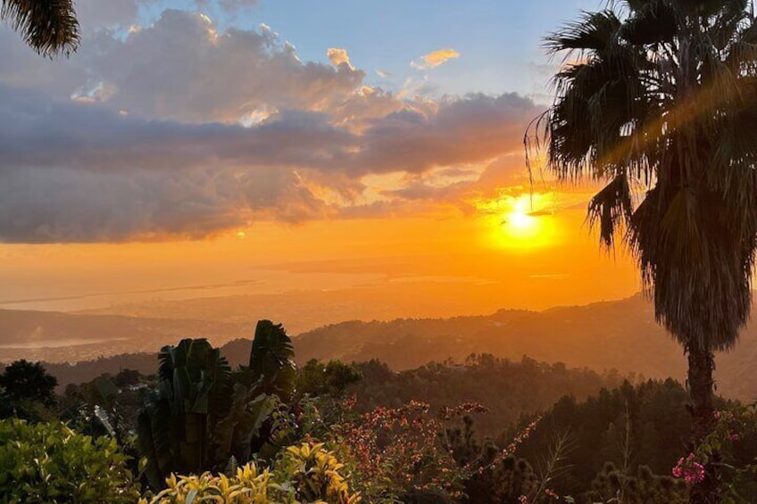 Exotic Blue Mountain Coffee Tour from Ocho Rios