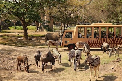 Internasjonal billett Bali Safari med transport