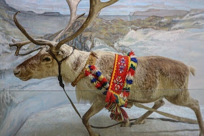 Discover Sami Culture for Tromso Museum Expedition