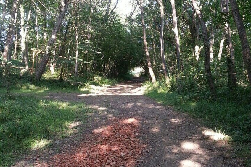 Meditative walk in the forest