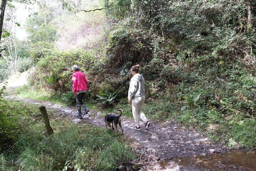 Meditative walk in the forest