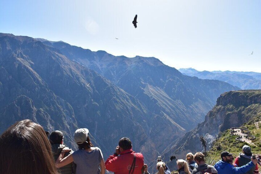 Majestic flight of the condors.
