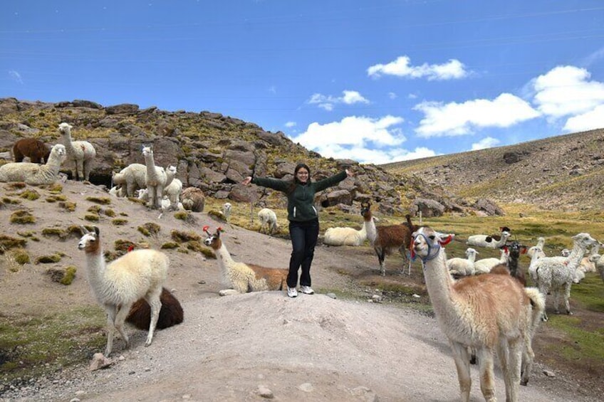  Natural habitat of llama alpacas.