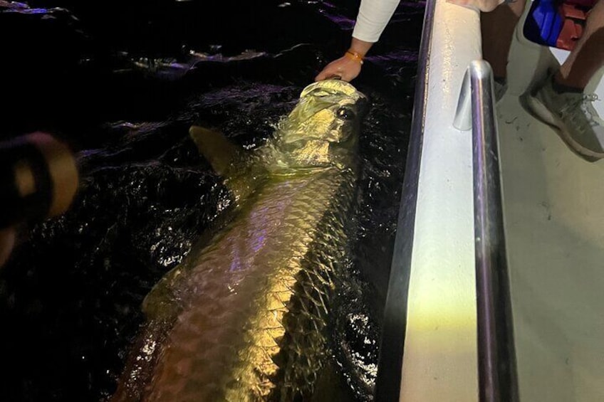 Tarpon & Snook Fishing Charter in Ft. Lauderdale