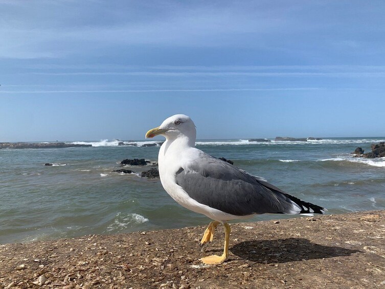 Essaouira Small Group tour