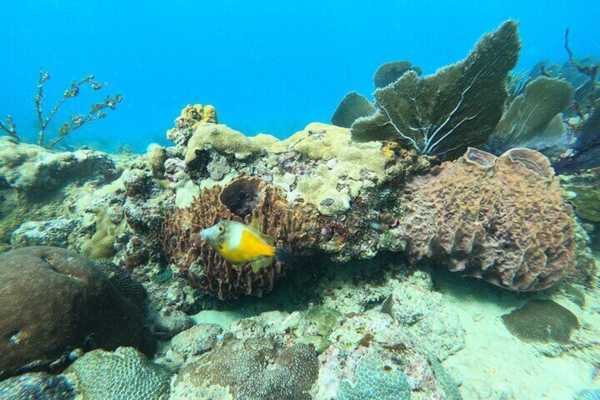 Snorkeling Aguadilla for Families with Children