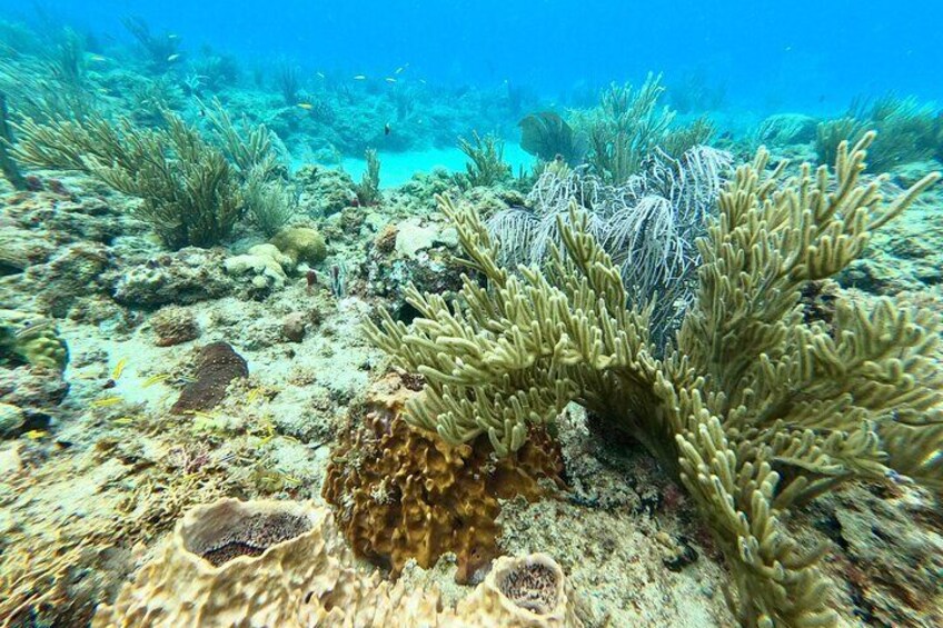 Snorkeling Aguadilla for Families with Children