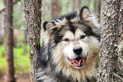Alaskan Sleigh Dog Excursion in Fairbanks