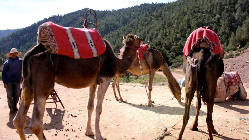 Camels in Marrakech