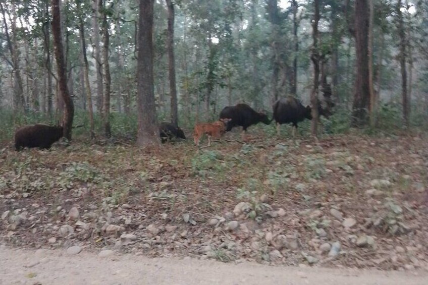 Chitwan National Park PVT. Jeep Safari untouched Side from Madi