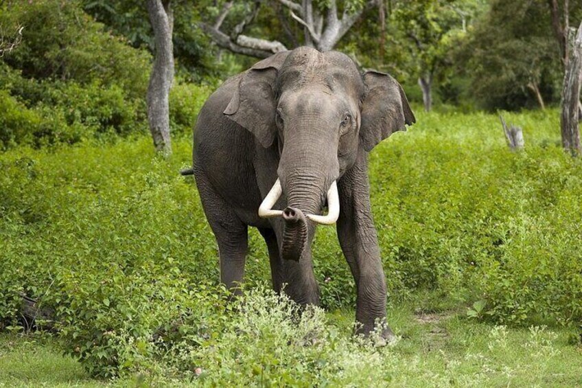 "Hatti" : Asian Elephant