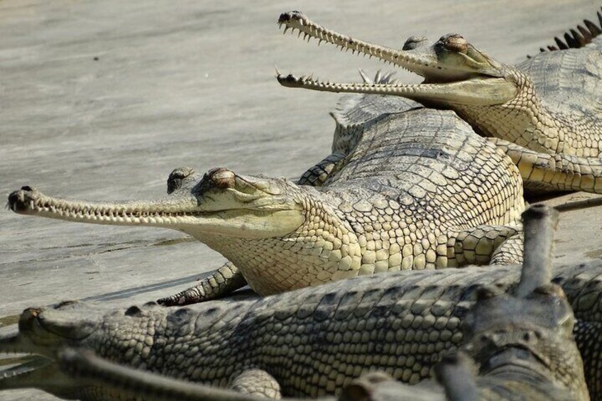 Gharial Crocodile