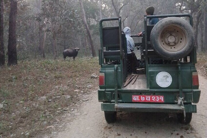 Chitwan National Park PVT. Jeep Safari untouched Side from Madi